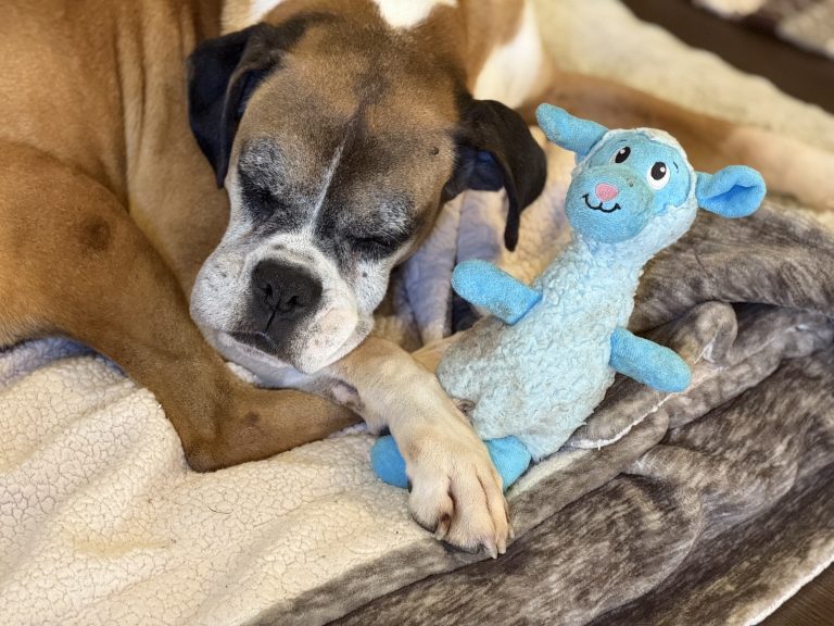 Meet Champ — 10 Years Old Boxer• ~50 lbs • Great With All Dogs