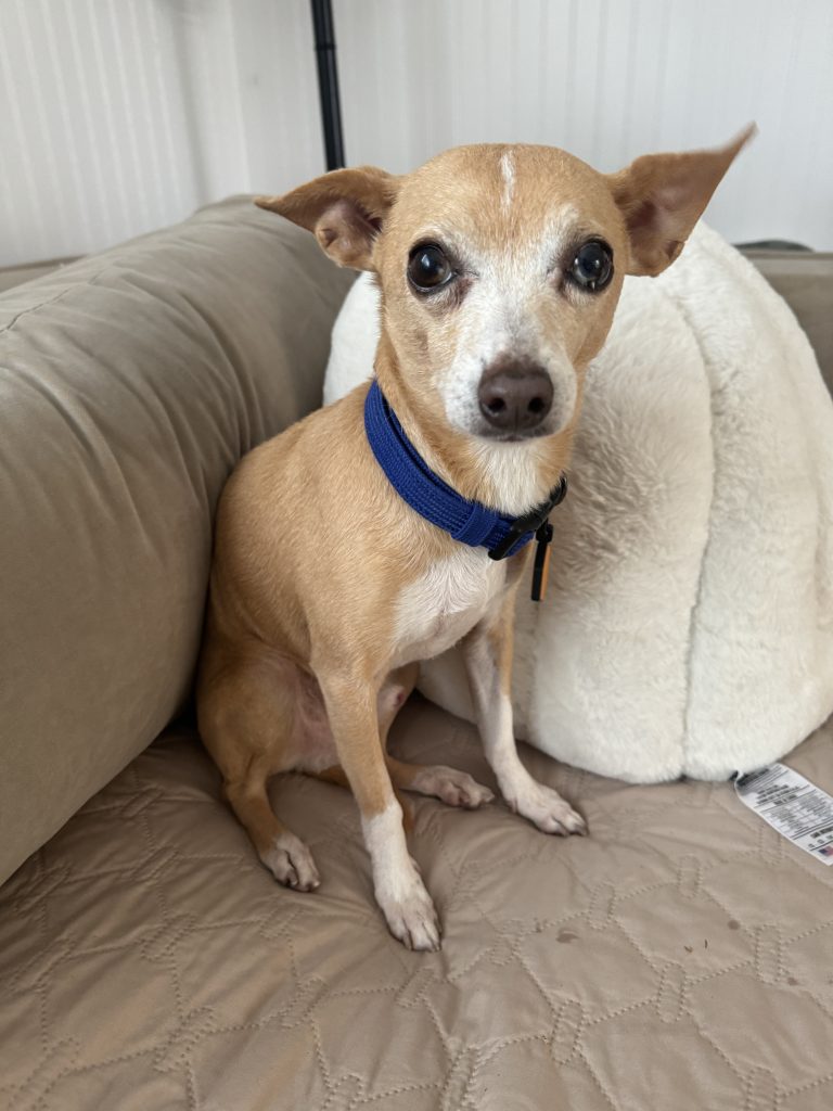 Bernardo is an 8-year-old, 10-pound Chihuahua currently located in Irvine, California