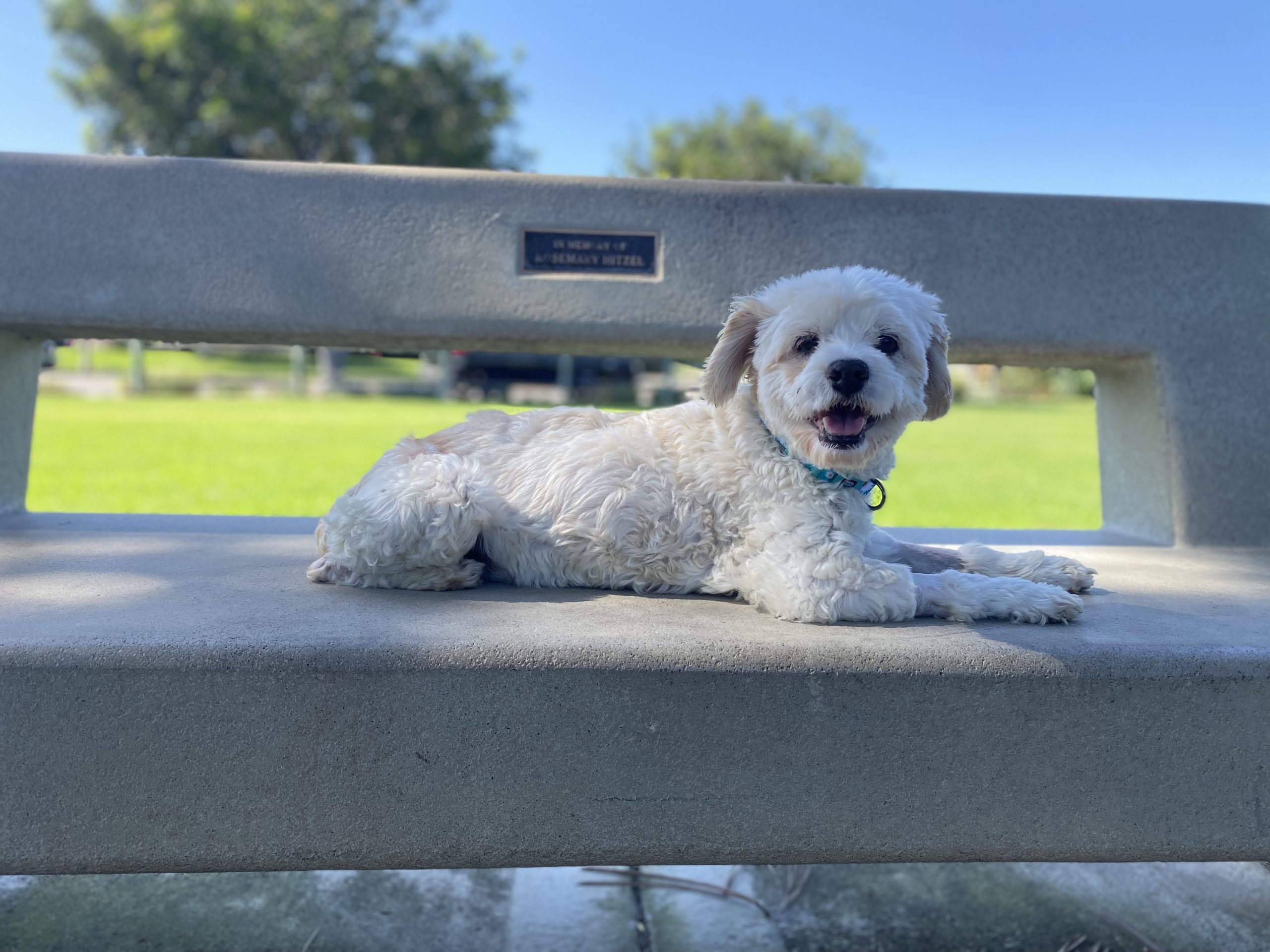 Daisy photo 4