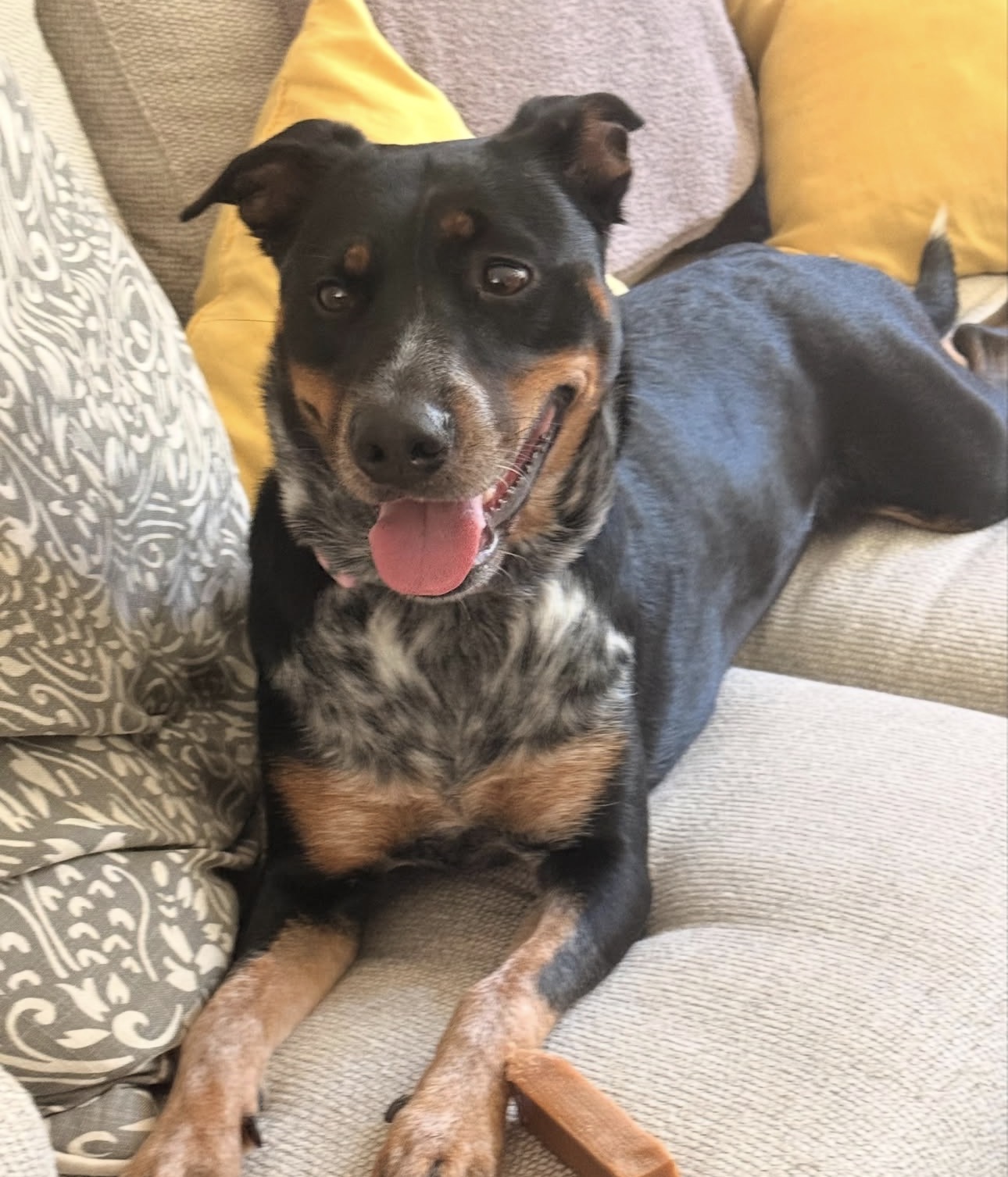 Roxy photo 4