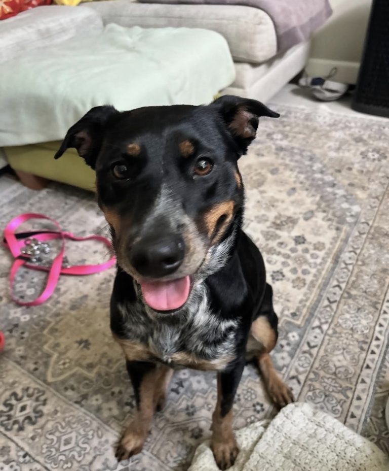 Roxy, adoptable dog through The TM Crew
