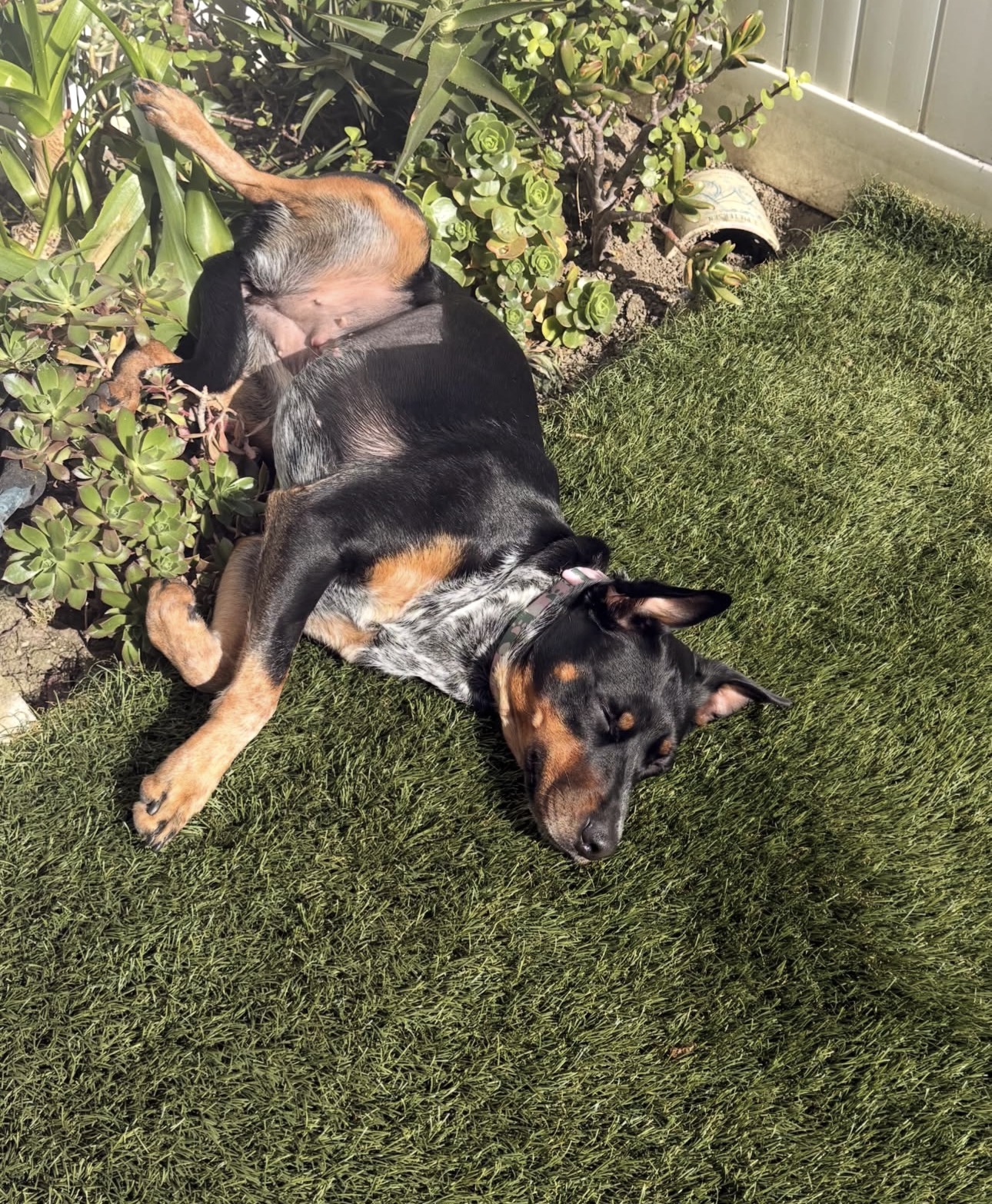 Roxy photo 3