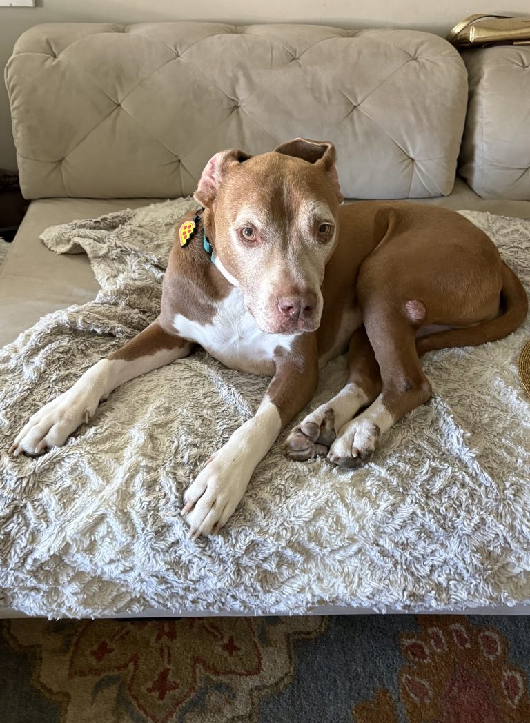 Luke (aka Sox), adoptable dog through The TM Crew