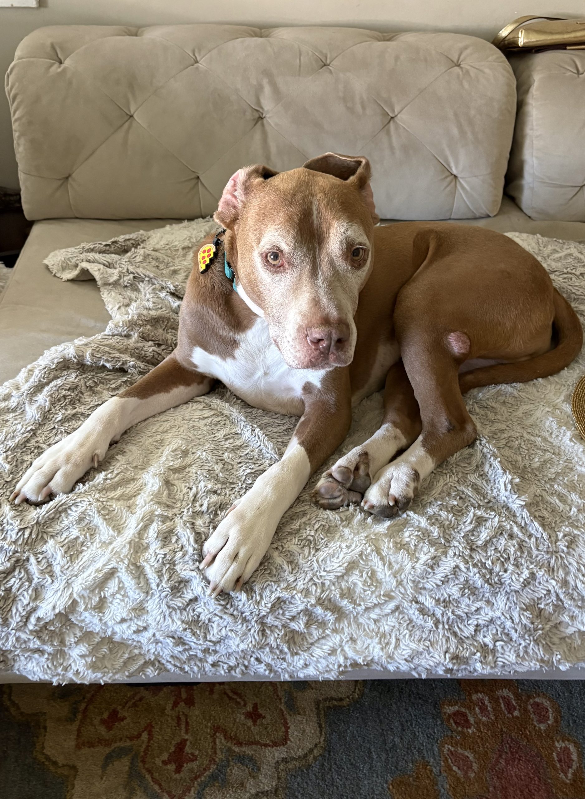 Luke (aka Sox) 🐾 photo 1