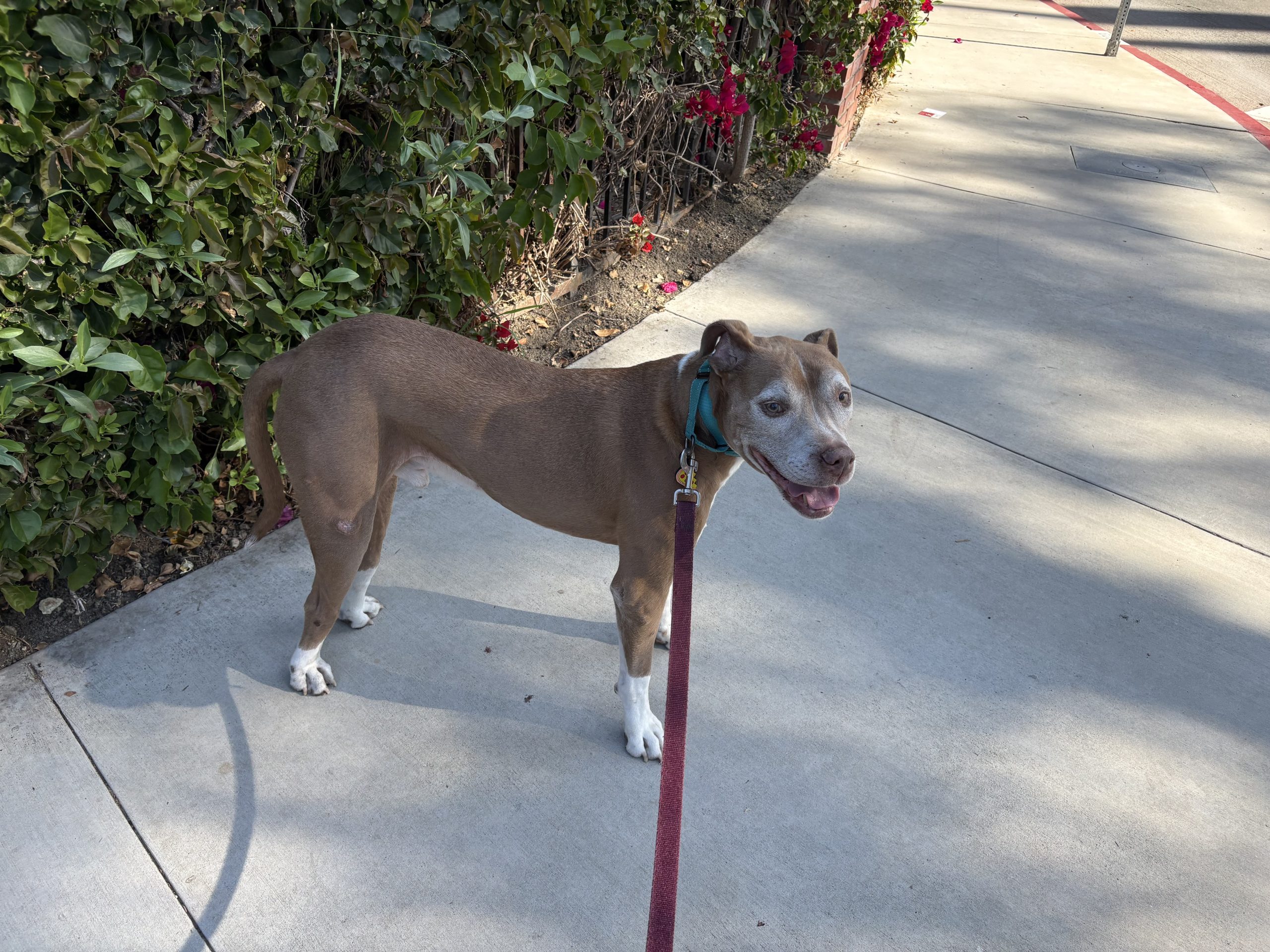 Luke (aka Sox) 🐾 photo 2