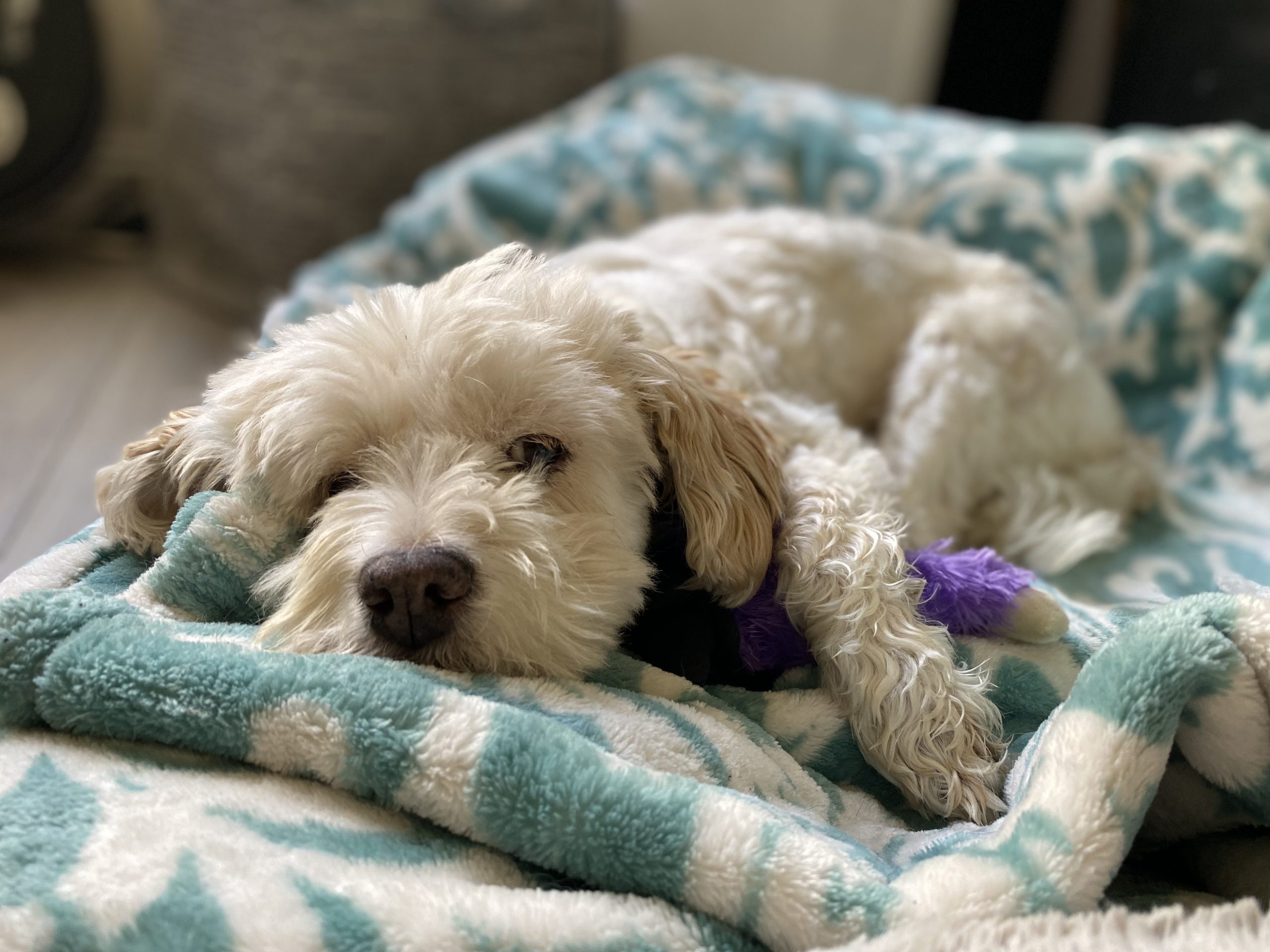 Daisy photo 2