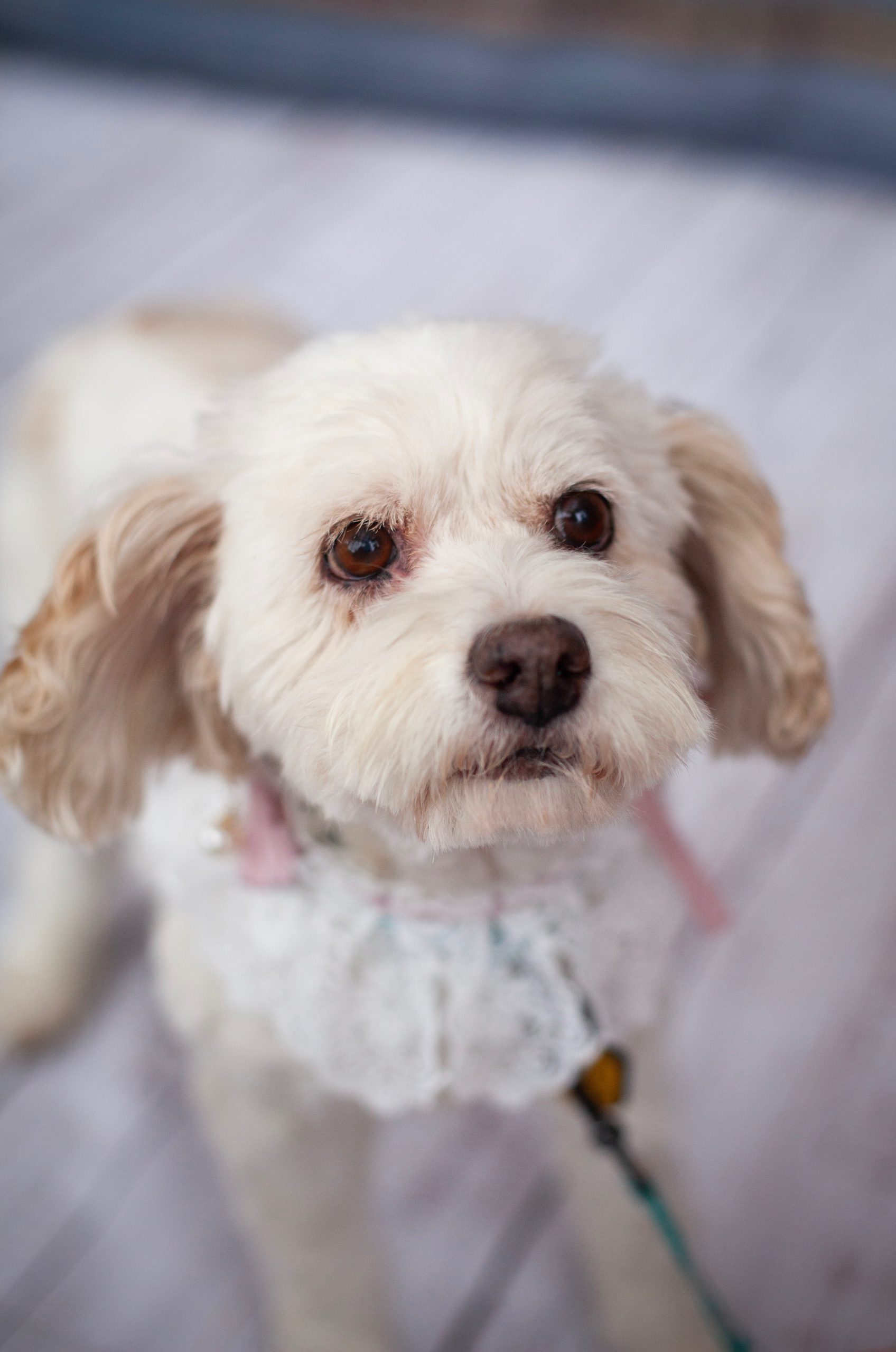 Daisy photo 3