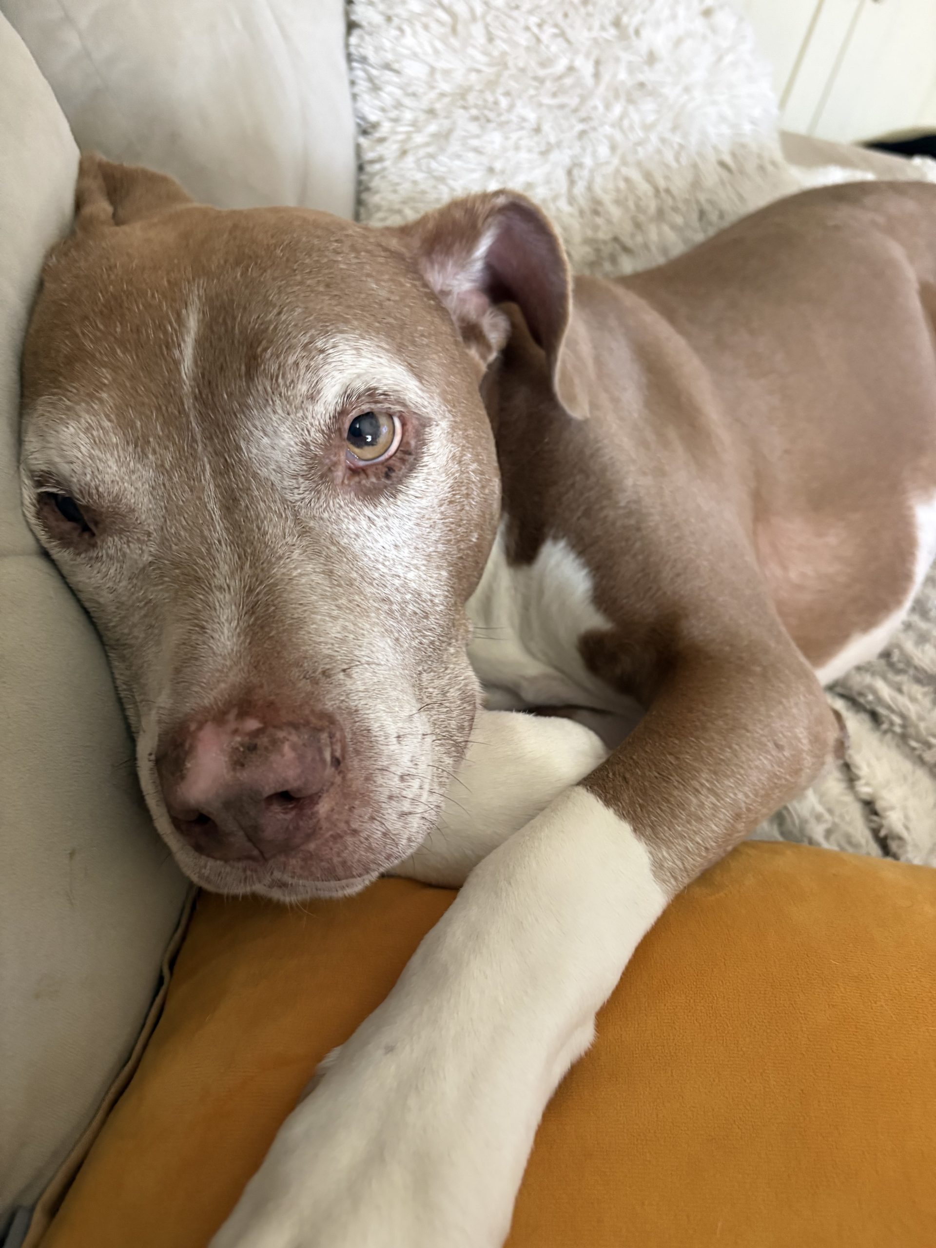 Luke (aka Sox) 🐾 photo 4