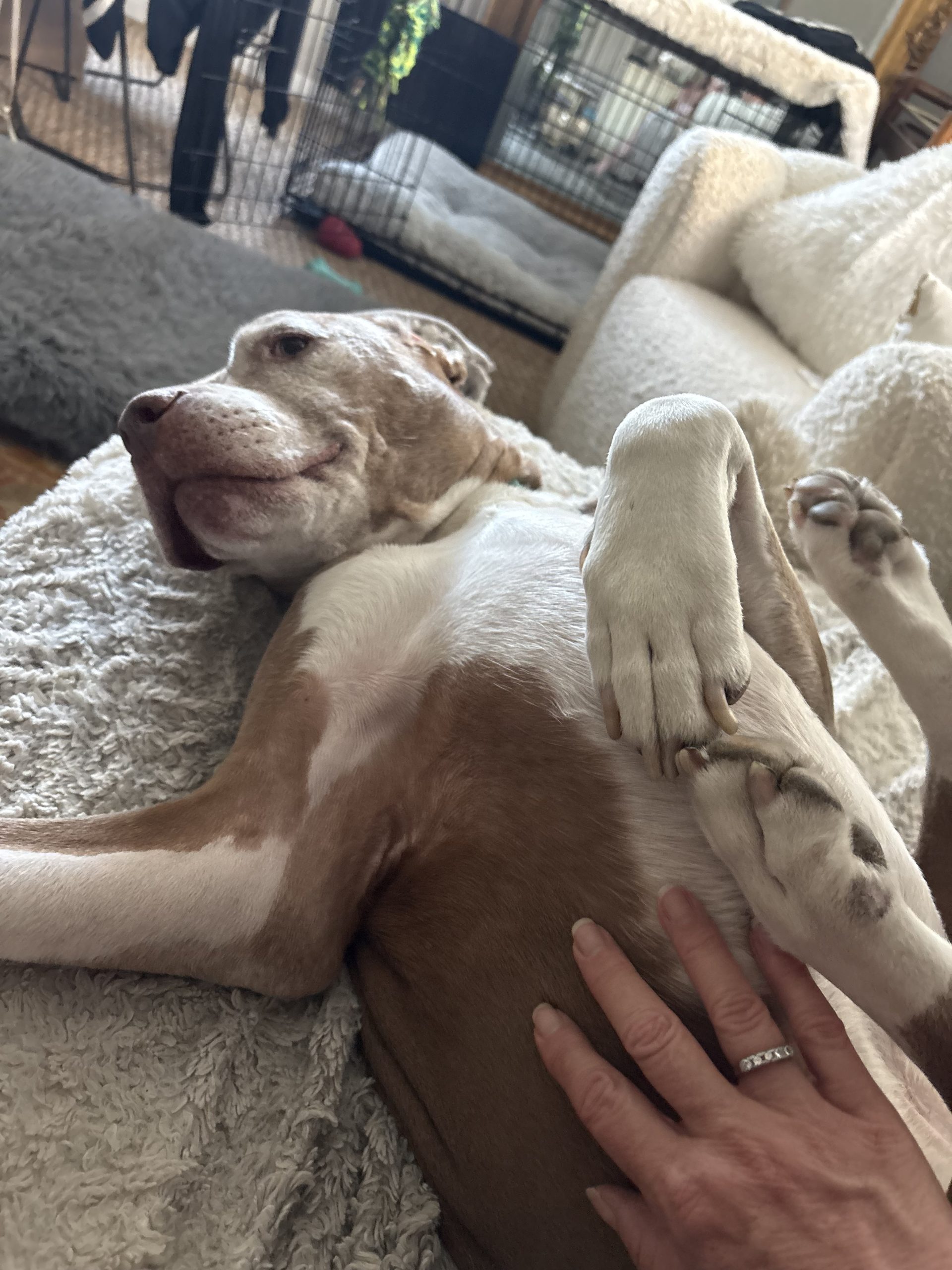 Luke (aka Sox) 🐾 photo 3