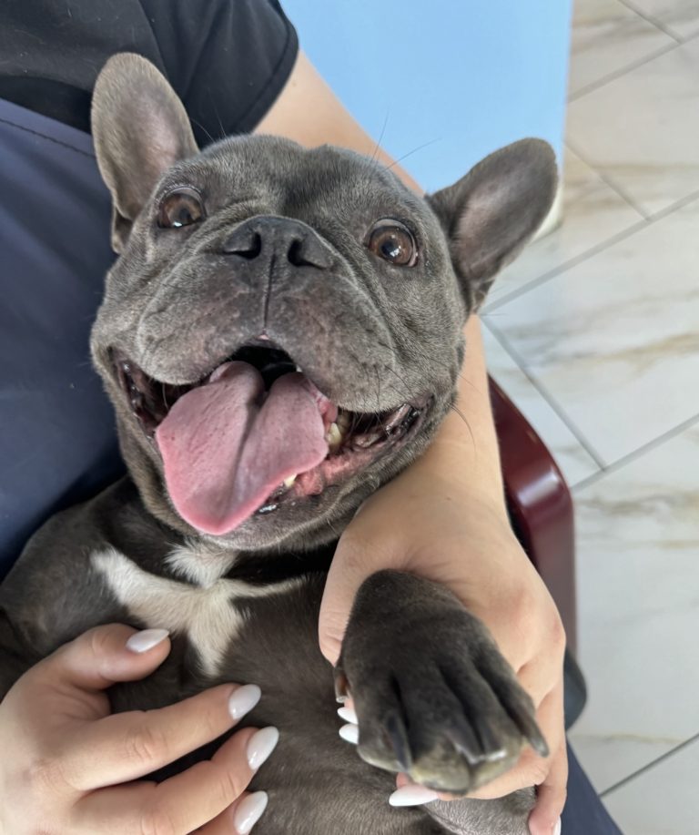 Barbie, adoptable dog through The TM Crew