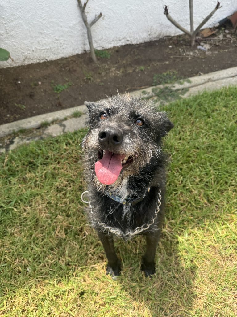 Kiwi, adoptable dog through The TM Crew