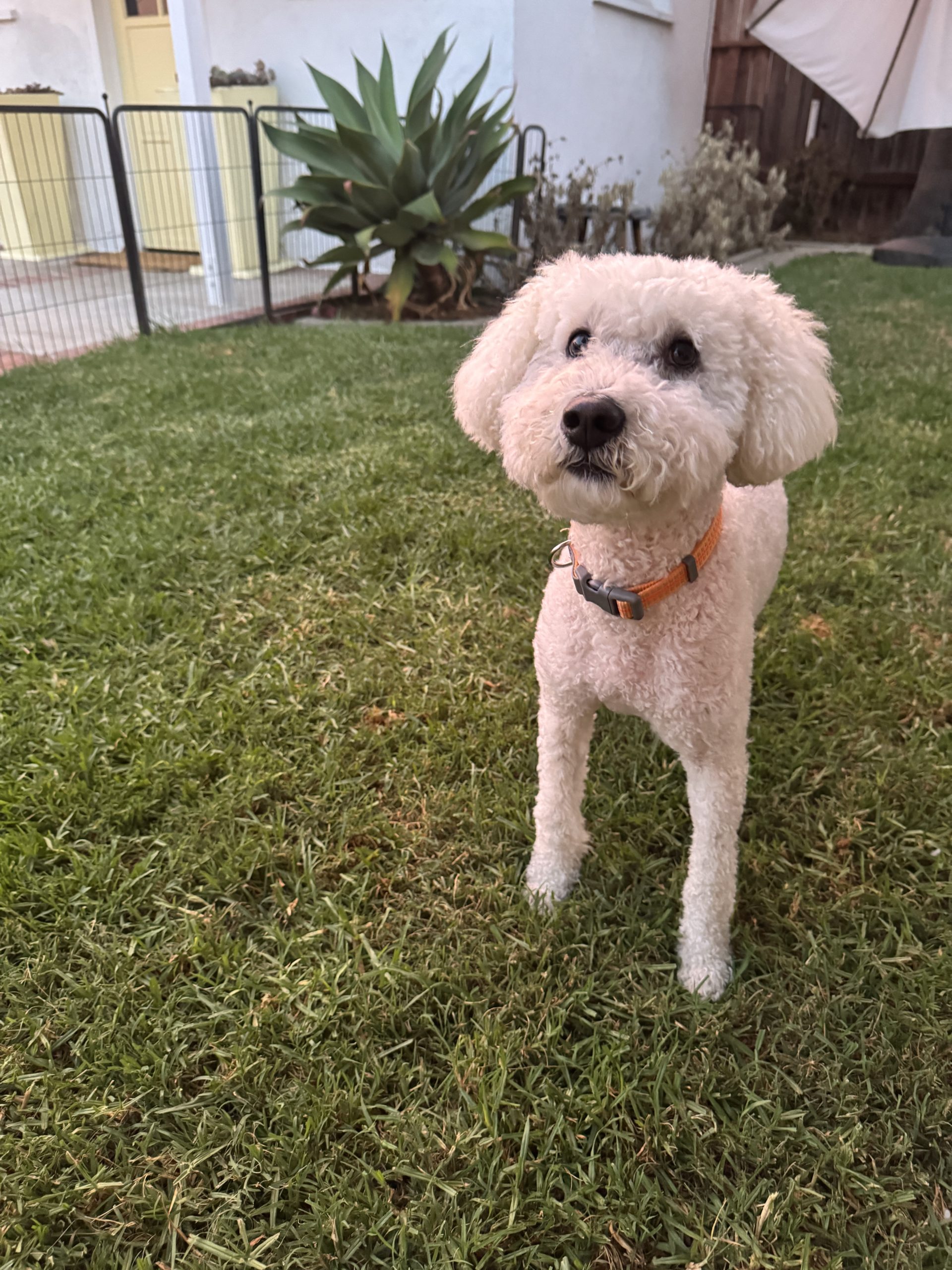 Bella photo 1