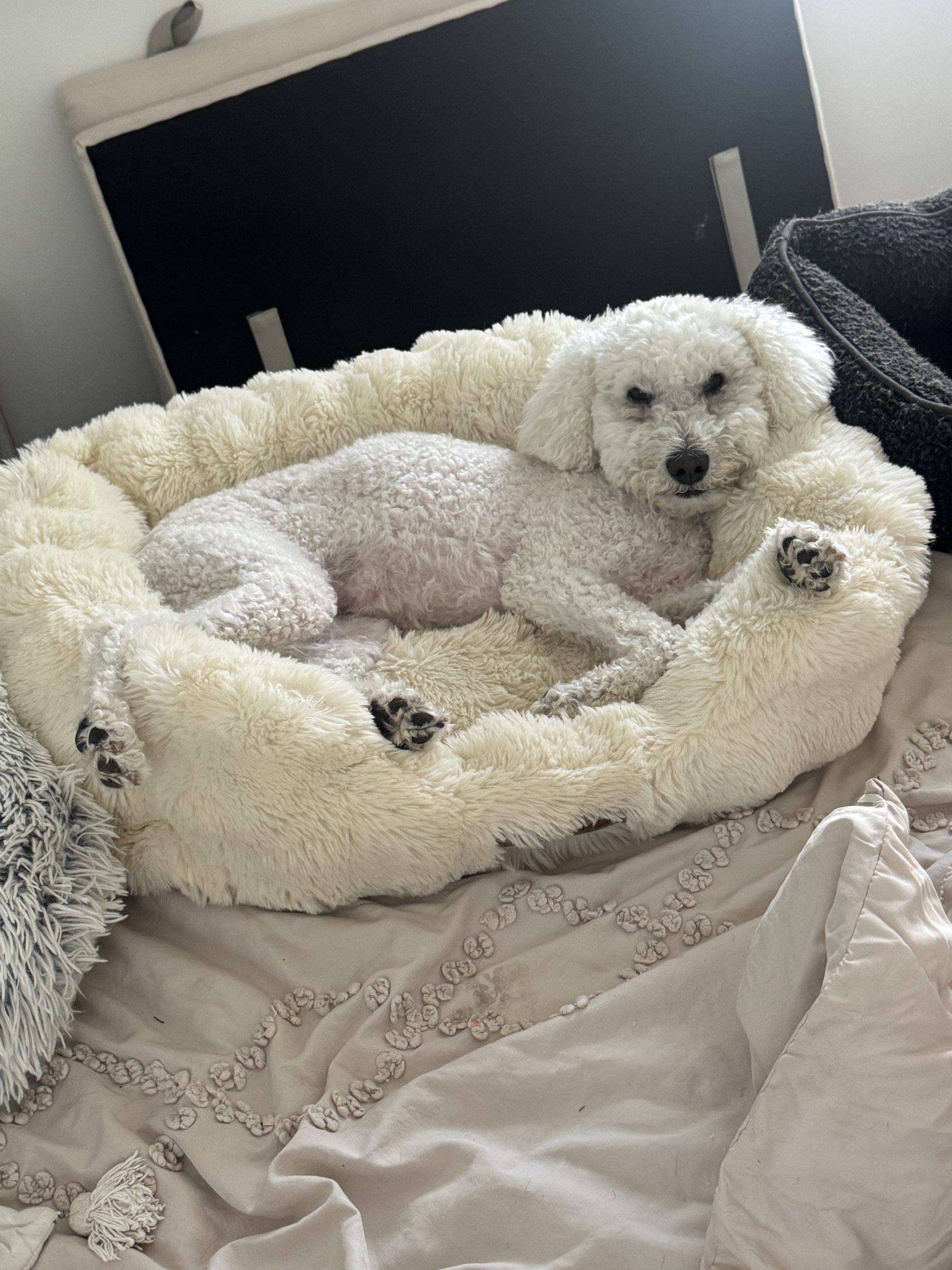 Bella photo 2